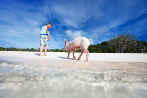 private charter flight to The Bahamas Exuma Islands to swim with The Bahamas Swimming Pigs