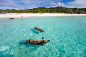pigs along the white sandy beaches and swimming in the clear waters of the Exumas