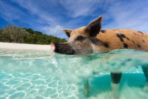 close up of pig swimming in the crystal clear waters of the Exuma Islands