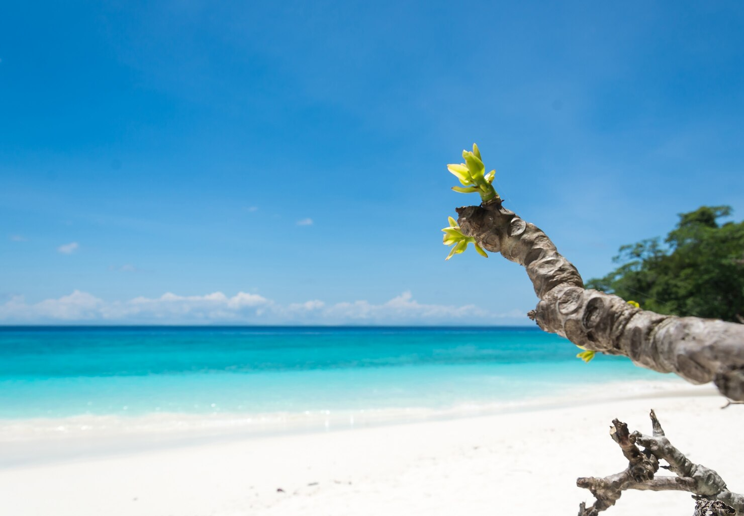Cat Cay