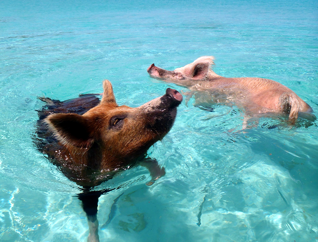Big Major Cay, Exuma