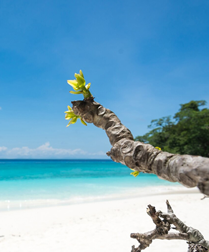 Cat Cay