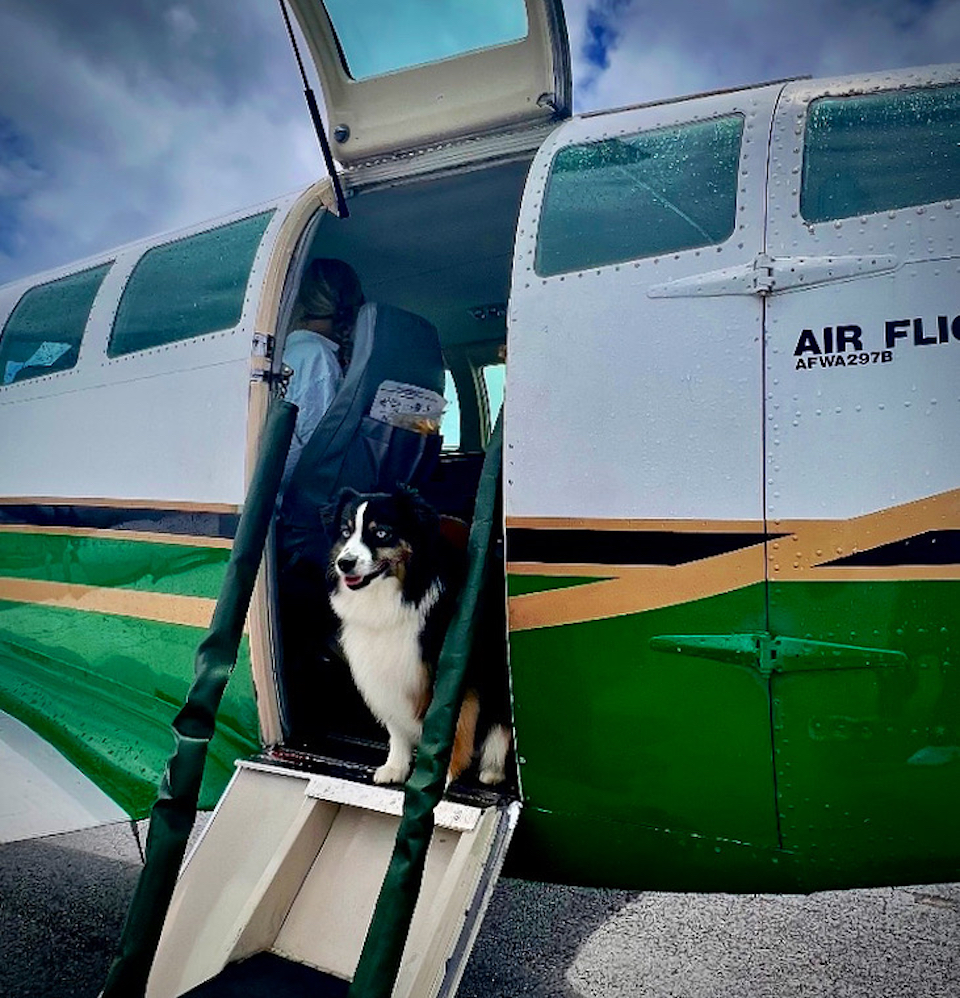 Pet Charters